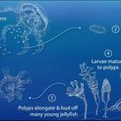 Jellyfish cycle (I)