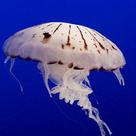 Purple-striped jellyfish