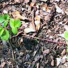 Vegetative propagation: runners (stolons) in the lipstick strawberry