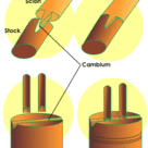 Vegetative propagation: grafting