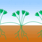Vegetative propagation: runners (stolons)