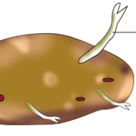 Vegetative propagation: tubers