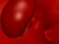 Circulatory system (I)