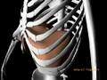 3D view of diaphragm