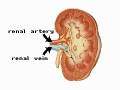 Urinary system