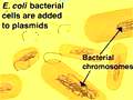 Genetic engineering (II)