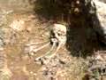 Human ancestry made easy
