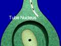 Double fertilization in flowering plants