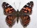 Painted lady butterflies