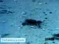 Sea turtles and their hatchlings