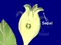 Fruit development